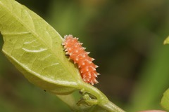 Disonycha quinquelineata