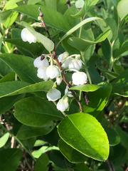 Zenobia pulverulenta