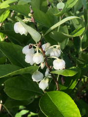 Zenobia pulverulenta