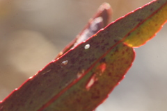 Pleradenophora bilocularis