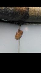 Dendropsophus columbianus