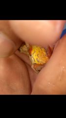 Dendropsophus columbianus