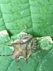 Dendrocoris humeralis