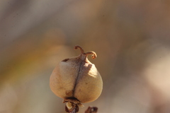 Pleradenophora bilocularis