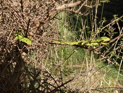 Naultinus gemmeus
