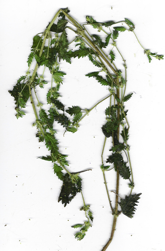Hesperocnide sandwicensis