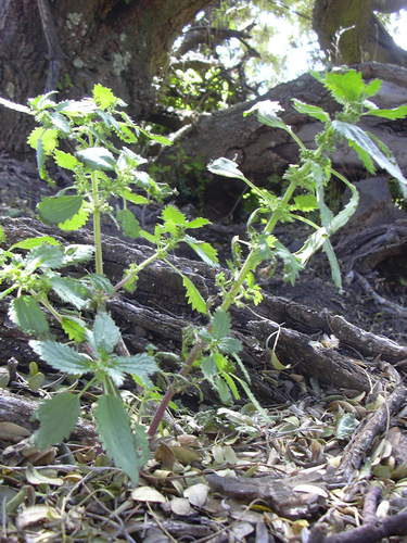 Hesperocnide sandwicensis