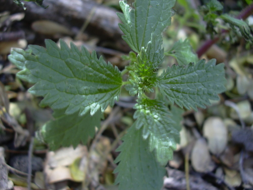Hesperocnide sandwicensis