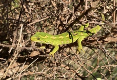 Naultinus gemmeus