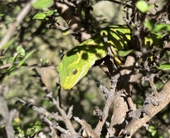 Naultinus gemmeus
