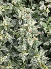 Lamium galeobdolon flavidum