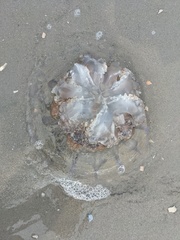 Rhopilema verrilli