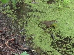 Lithobates catesbeianus