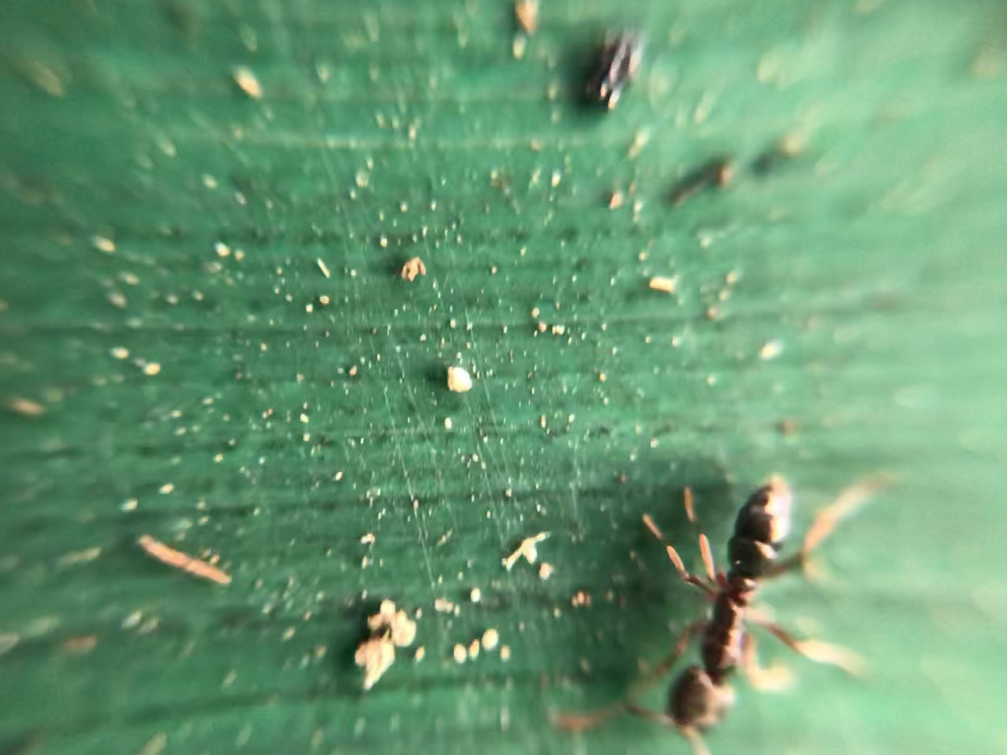 Pseudoponera