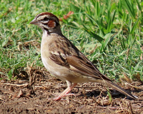 photo of Lark Sparrow (Chondestes grammacus)