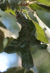 Callirhytis bipapillata