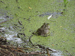 Lithobates catesbeianus