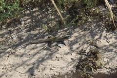 Aspidoscelis neotesselatus