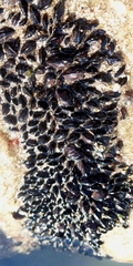 Brachidontes rodriguezii