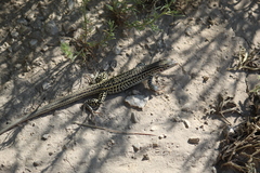 Aspidoscelis neotesselatus
