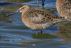 Limnodromus griseus caurinus