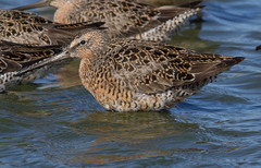 Limnodromus griseus caurinus
