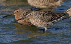 Limnodromus griseus caurinus