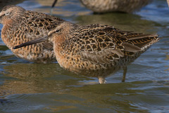 Limnodromus griseus caurinus