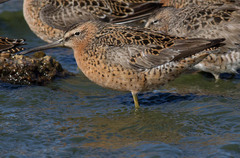 Limnodromus griseus caurinus