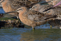 Limnodromus griseus caurinus