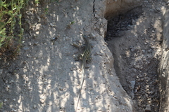 Aspidoscelis neotesselatus
