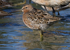 Limnodromus griseus caurinus
