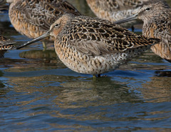 Limnodromus griseus caurinus