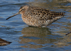 Limnodromus griseus caurinus