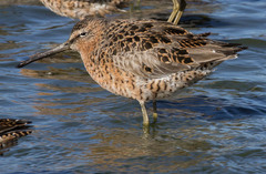Limnodromus griseus caurinus