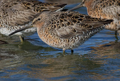 Limnodromus griseus caurinus