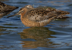 Limnodromus griseus caurinus