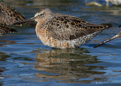 Limnodromus griseus caurinus