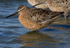 Limnodromus griseus caurinus