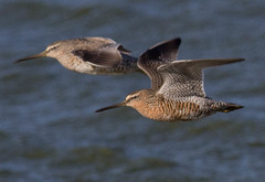 Limnodromus griseus caurinus