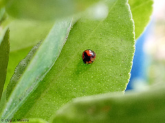 Pentilia chelsea