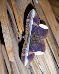 Hemeroblemma mexicana