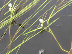 Sparganium angustifolium