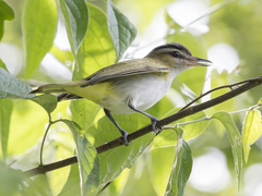 Vireo chivi