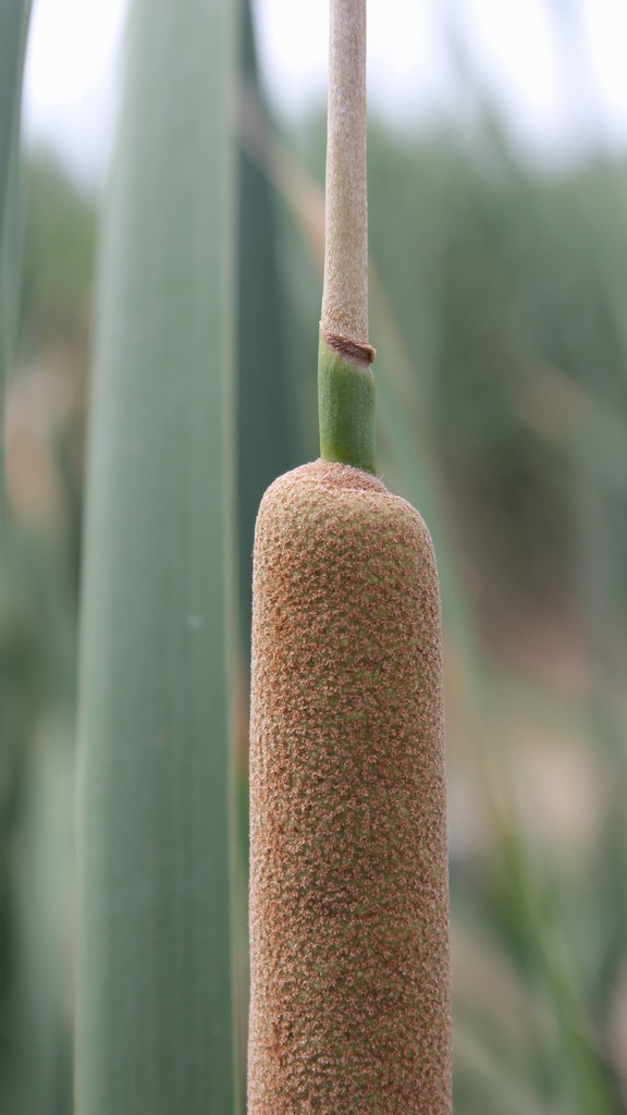 southern cattail (Typha domingensis) - Botanical Realm