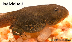 Pleurodema bufoninum