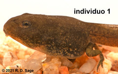 Pleurodema bufoninum