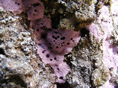Purple Fuzz