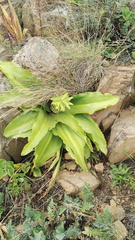 Eucomis humilis