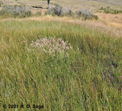 Pleurodema bufoninum